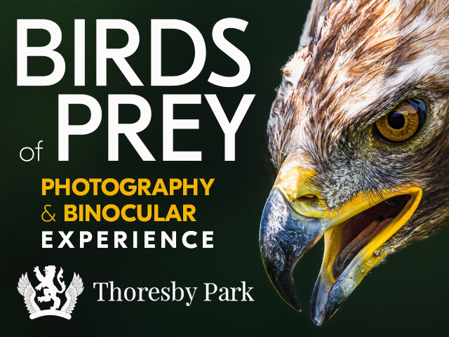 Birds of Prey Photography & Binocular Experience