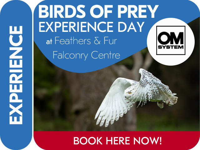 Bird of Prey Experience Day with OM System