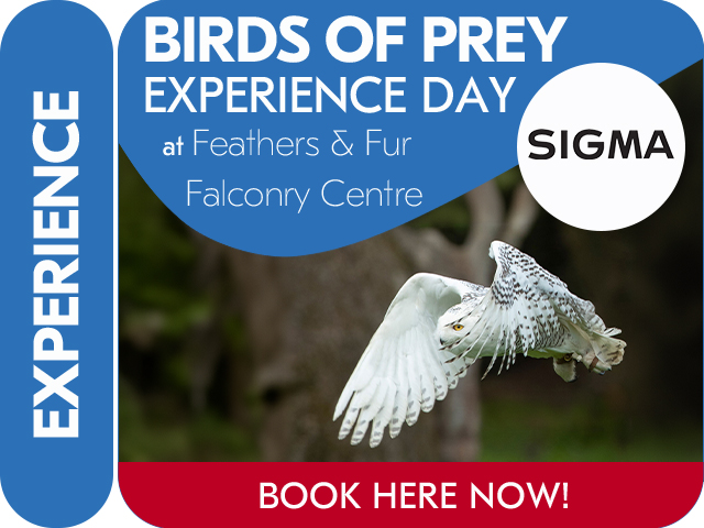 Bird of Prey Experience Day with Sigma UK