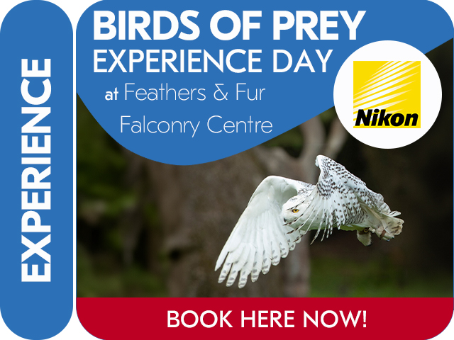 Bird of Prey Experience Day with Nikon