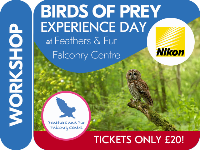 BIRD OF PREY EXPERIENCE DAY with NIKON